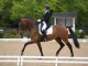 Galops d'équitation : comment fonctionne la progression du cavalier ?